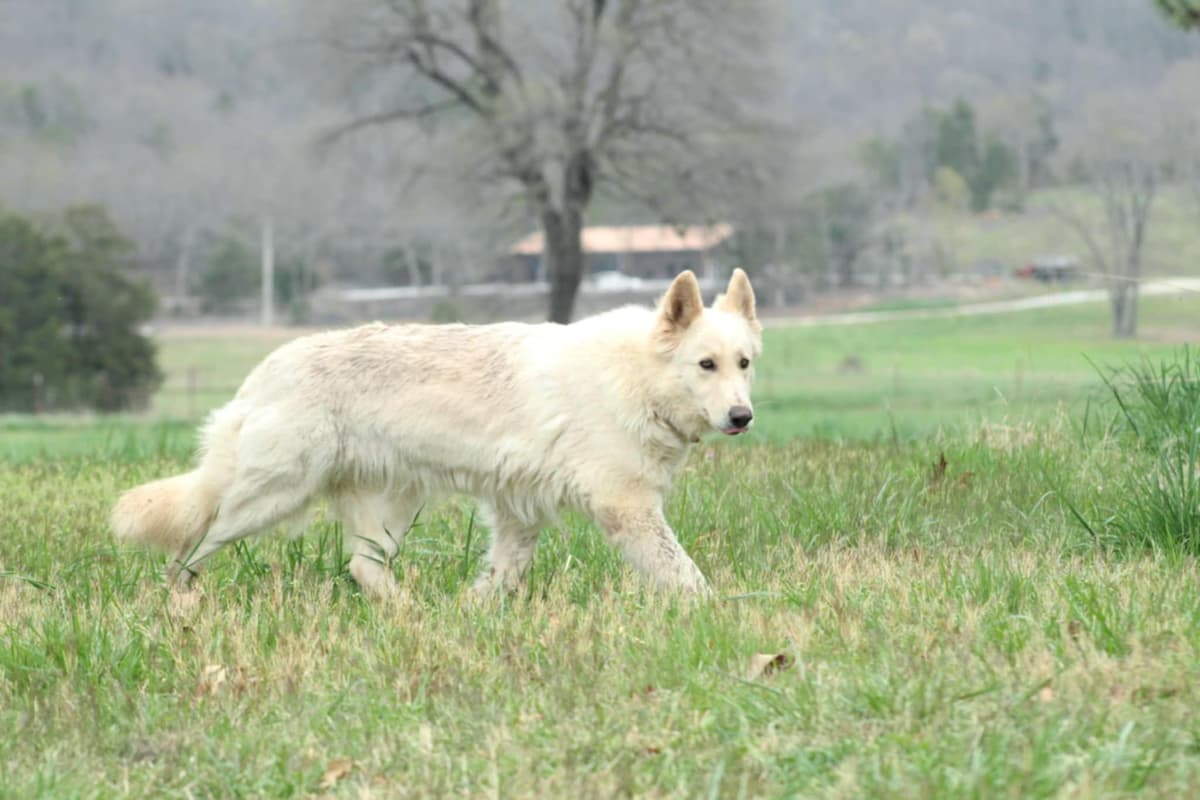 German Shepherd Dog Puppies breeder image 13