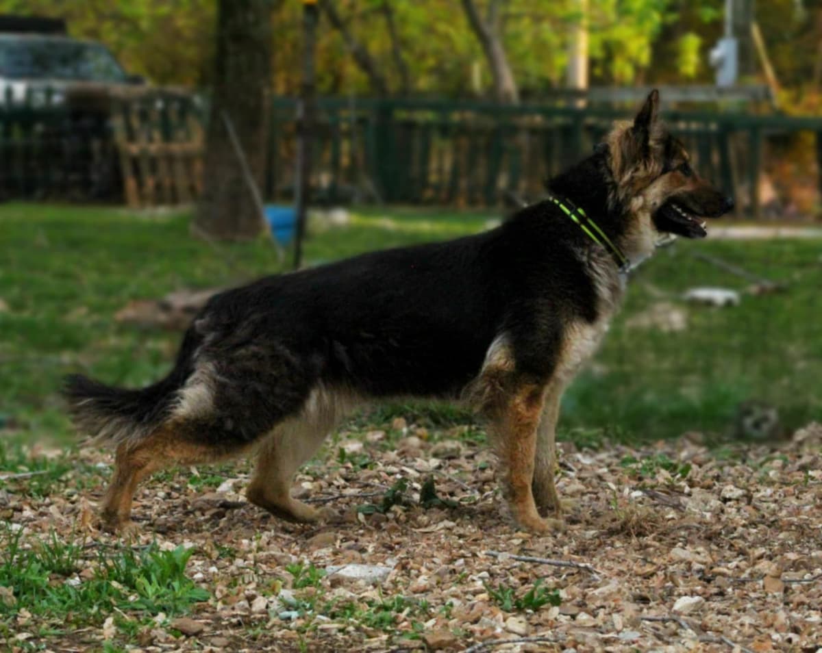 German Shepherd Dog Puppies breeder image 26