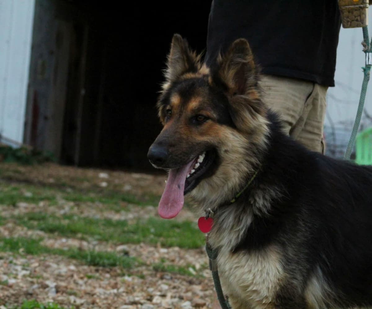 German Shepherd Dog Puppies breeder image 25