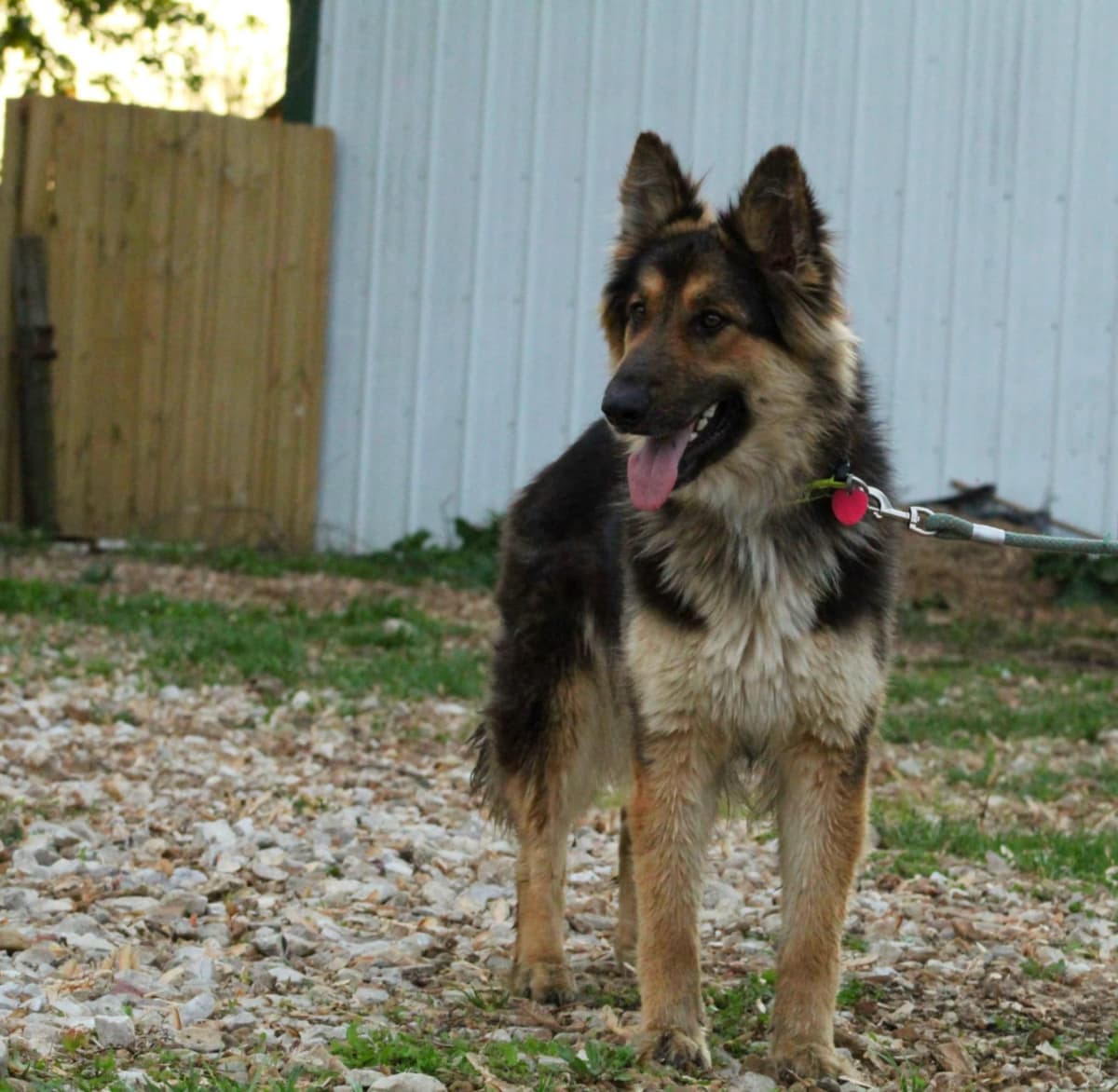 German Shepherd Dog Puppies breeder image 27