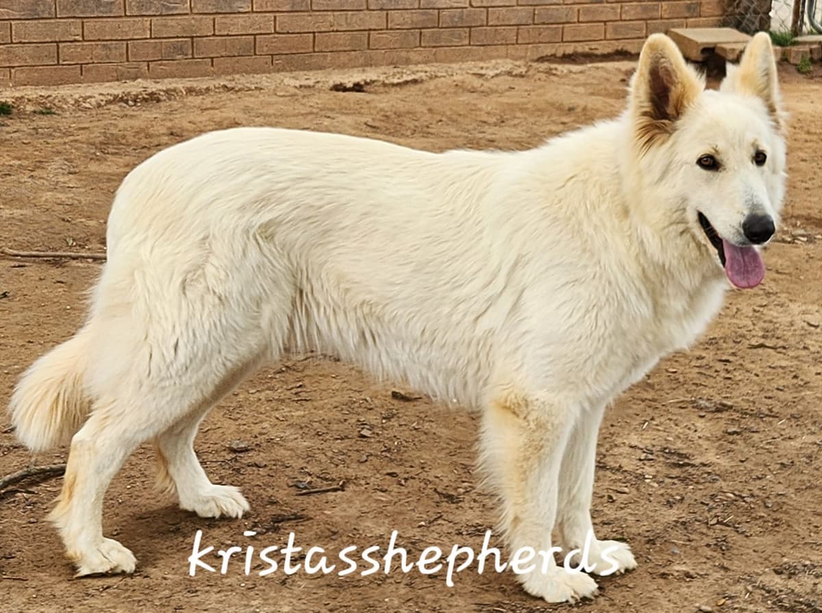 German Shepherd Dog Puppies breeder image 28