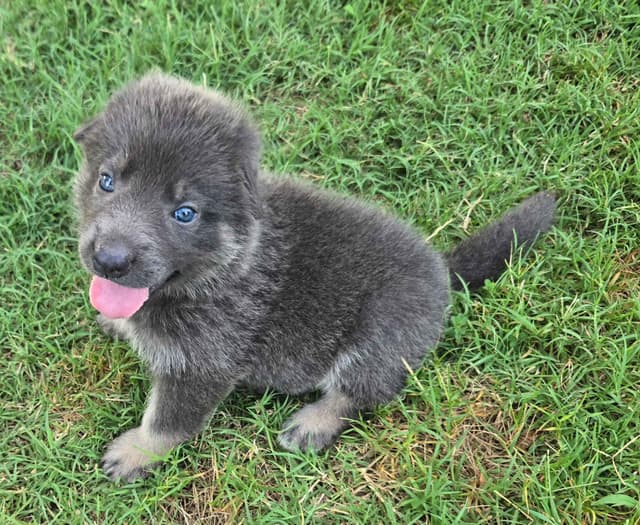German Shepherd Dog Puppies media 4