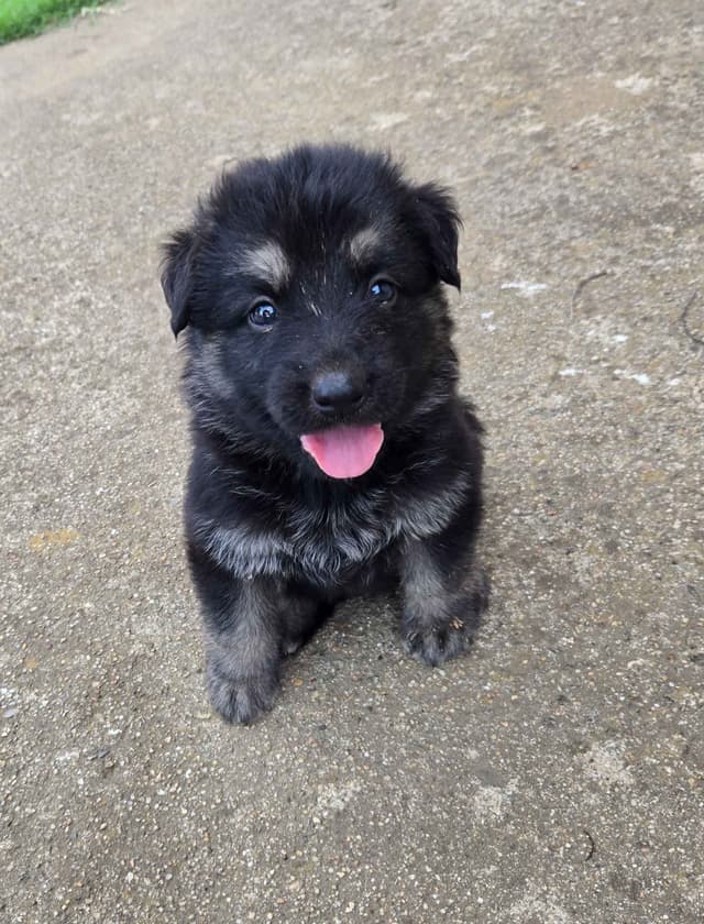 German Shepherd Dog Puppies media 5