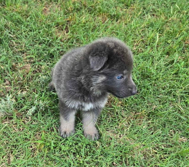 German Shepherd Dog Puppies media 6