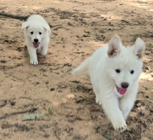 German Shepherd Dog Puppies media 7