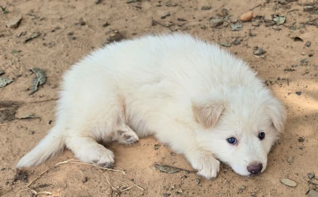 German Shepherd Dog Puppies media 9