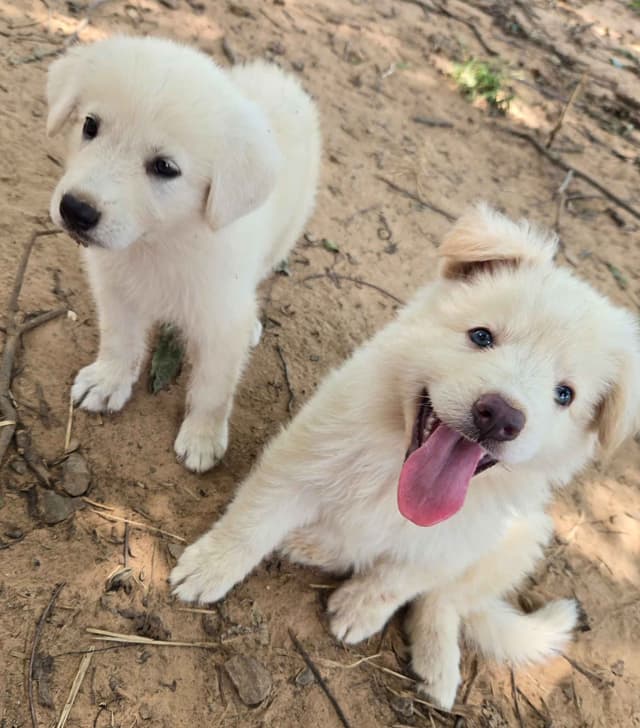 German Shepherd Dog Puppies media 11