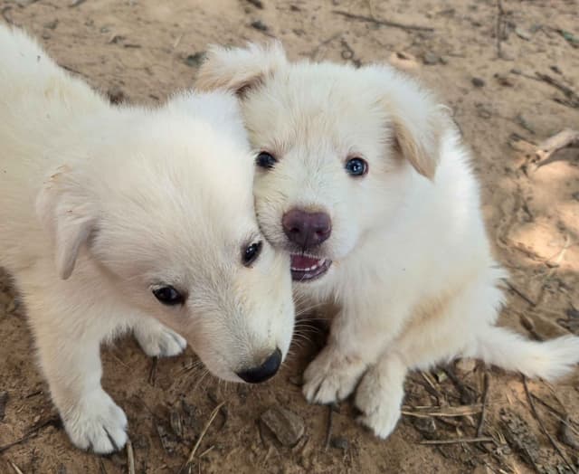German Shepherd Dog Puppies media 12