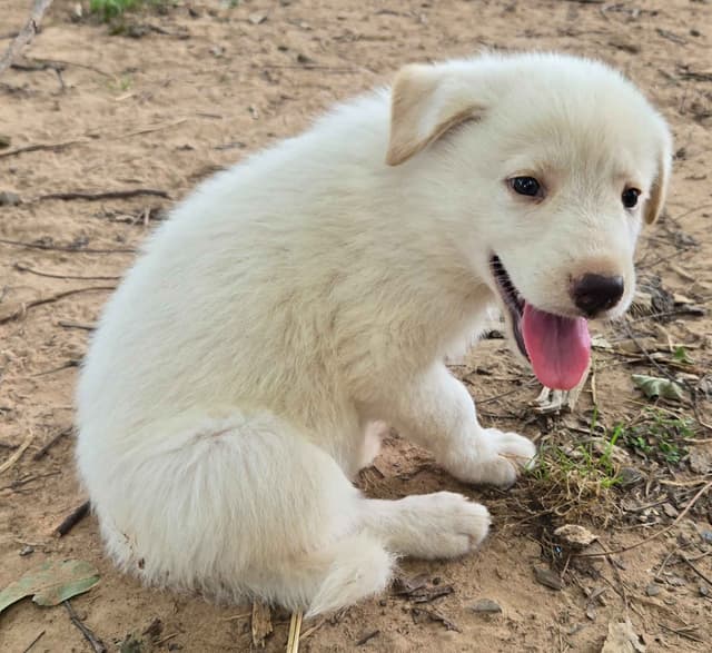German Shepherd Dog Puppies media 13