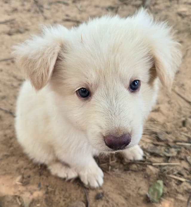 German Shepherd Dog Puppies media 14