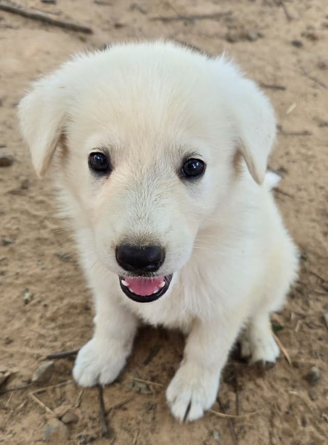 German Shepherd Dog Puppies media 15