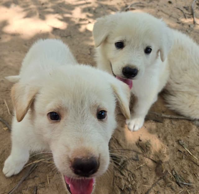 German Shepherd Dog Puppies media 17