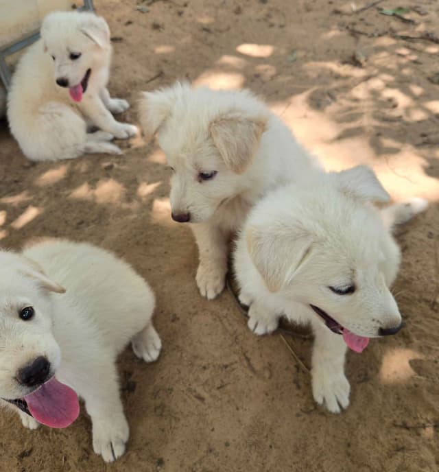 German Shepherd Dog Puppies media 18