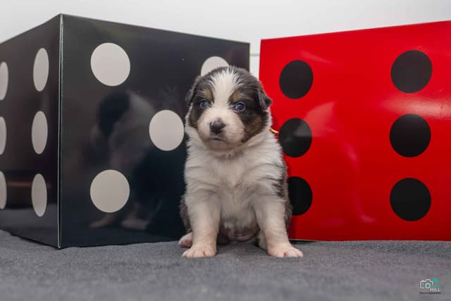 Australian Shepherd Puppies media 5