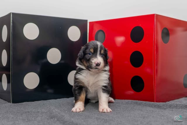 Australian Shepherd Puppies media 6