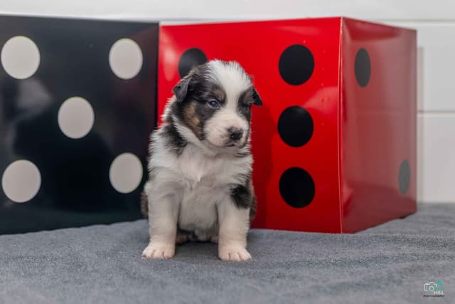 Australian Shepherd Puppies media 7