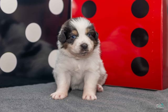 Australian Shepherd Puppies media 8