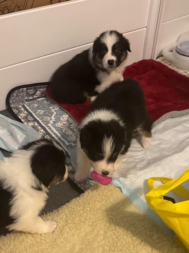 Australian Shepherd Puppies media 9