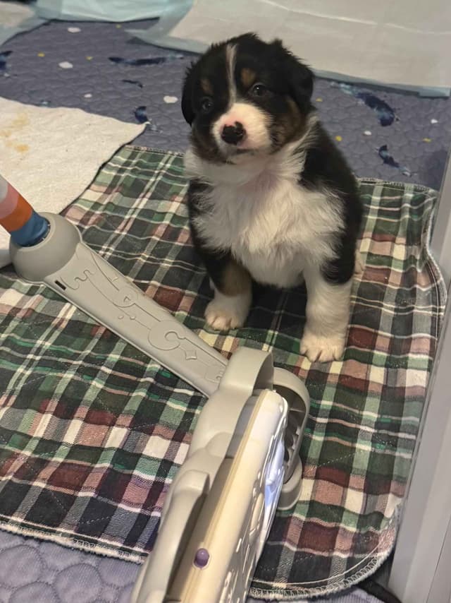 Australian Shepherd Puppies media 10