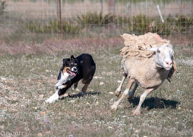 Australian Shepherd Puppies breeder image 15