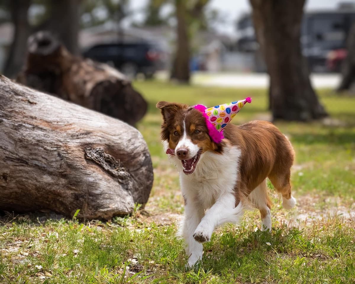 Australian Shepherd Puppies breeder image 6