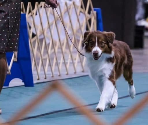 Australian Shepherd Puppies breeder image 7