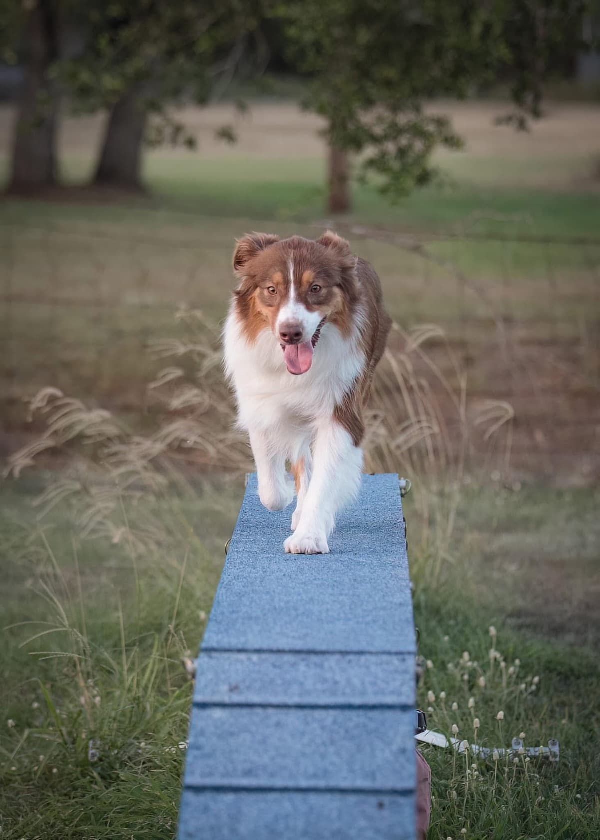 Australian Shepherd Puppies breeder image 8
