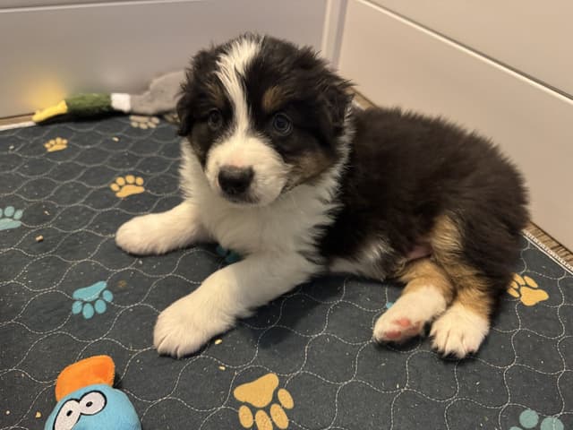 Australian Shepherd Puppies media 11