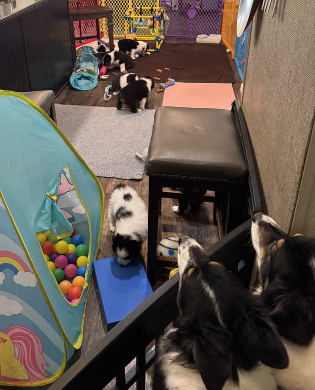 Australian Shepherd Puppies media 3