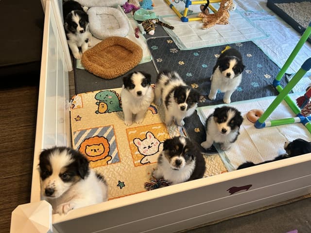 Australian Shepherd Puppies media 4