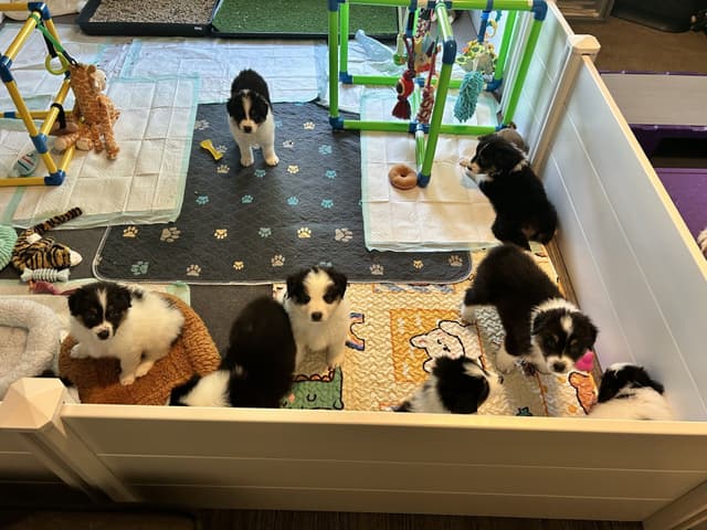 Australian Shepherd Puppies media 12