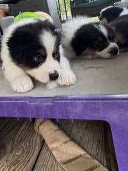 Australian Shepherd Puppies media 13