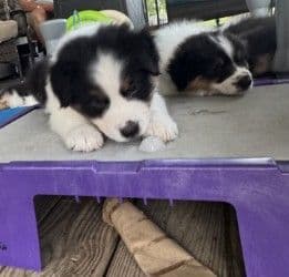 Australian Shepherd Puppies media 15