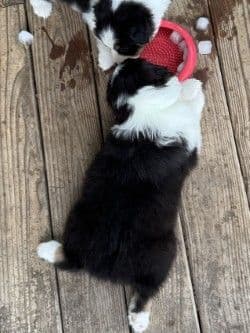 Australian Shepherd Puppies media 16
