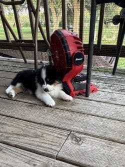 Australian Shepherd Puppies media 17
