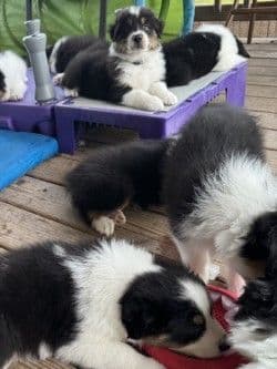 Australian Shepherd Puppies media 18