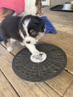 Australian Shepherd Puppies media 19