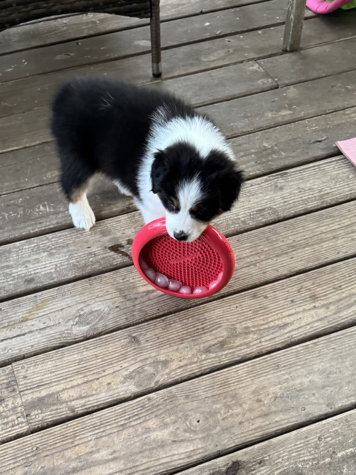Australian Shepherd Puppies breeder image 5
