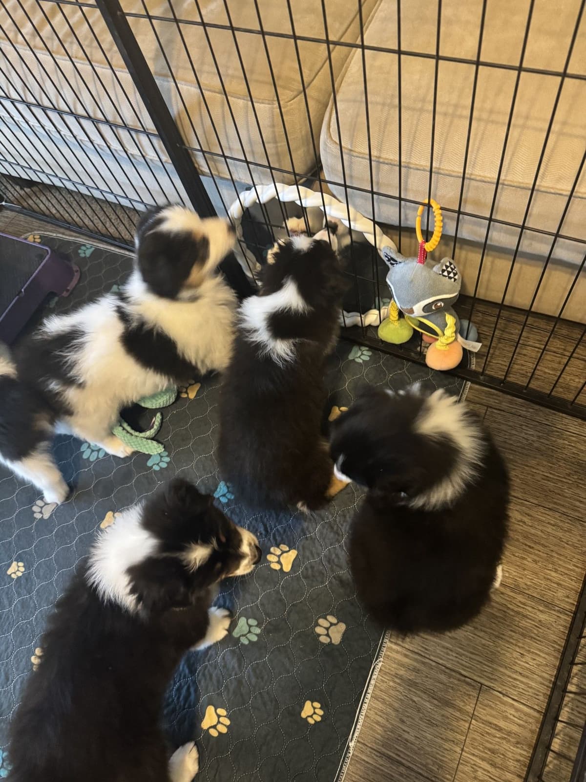 Australian Shepherd Puppies breeder image 10
