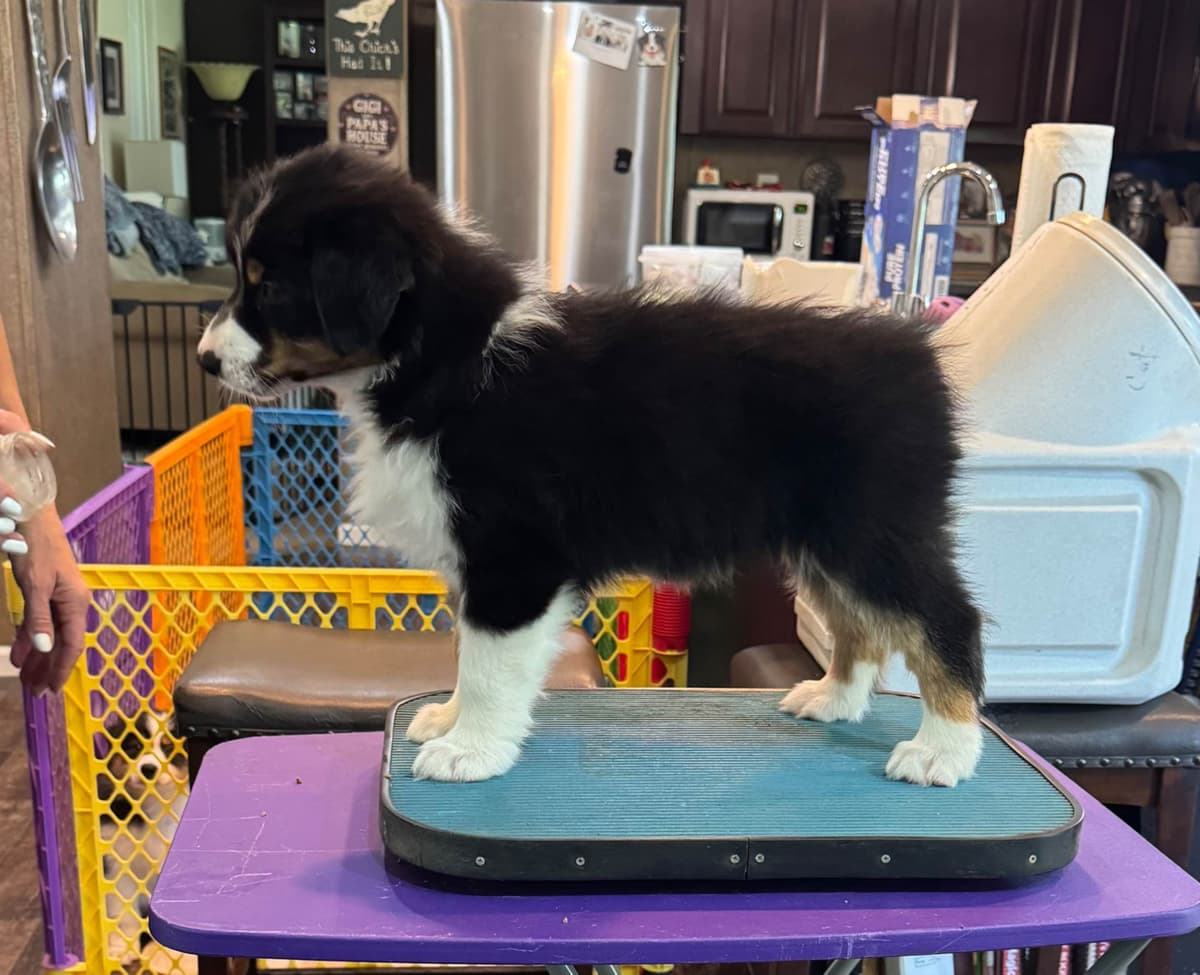 Australian Shepherd Puppies breeder image 11
