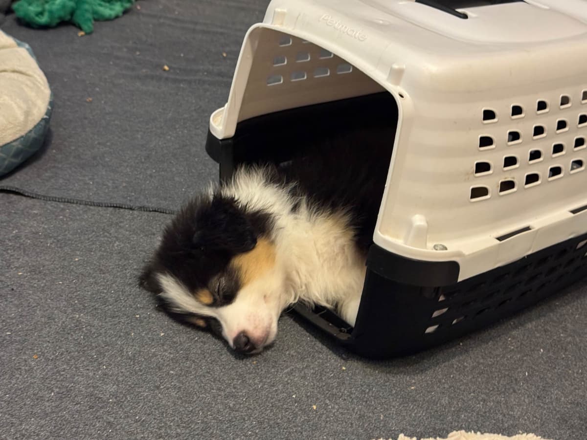 Australian Shepherd Puppies breeder image 16