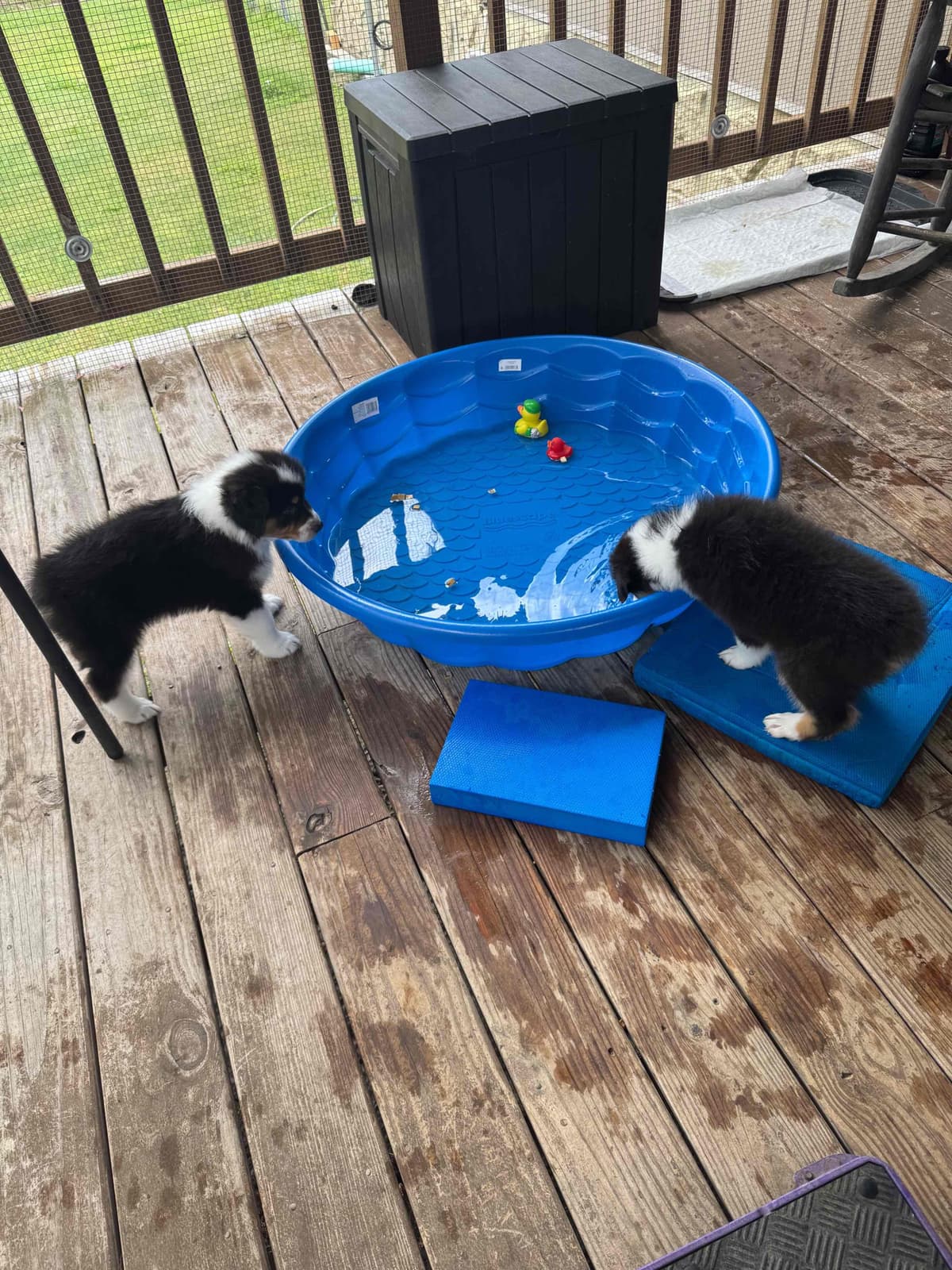 Australian Shepherd Puppies breeder image 17