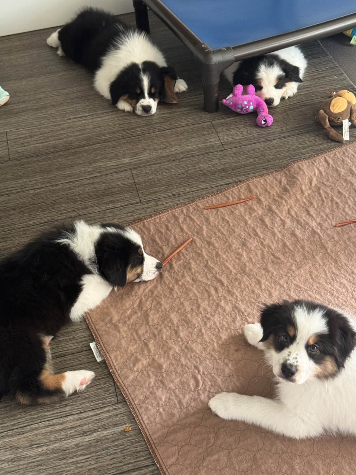 Australian Shepherd Puppies breeder image 18
