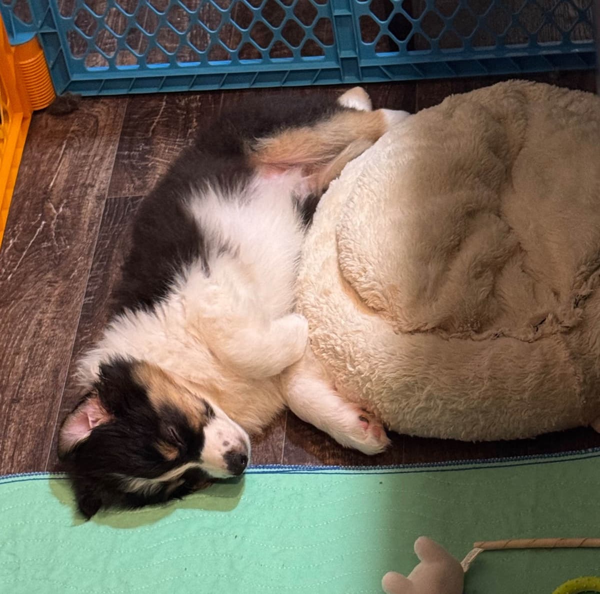 Australian Shepherd Puppies breeder image 19