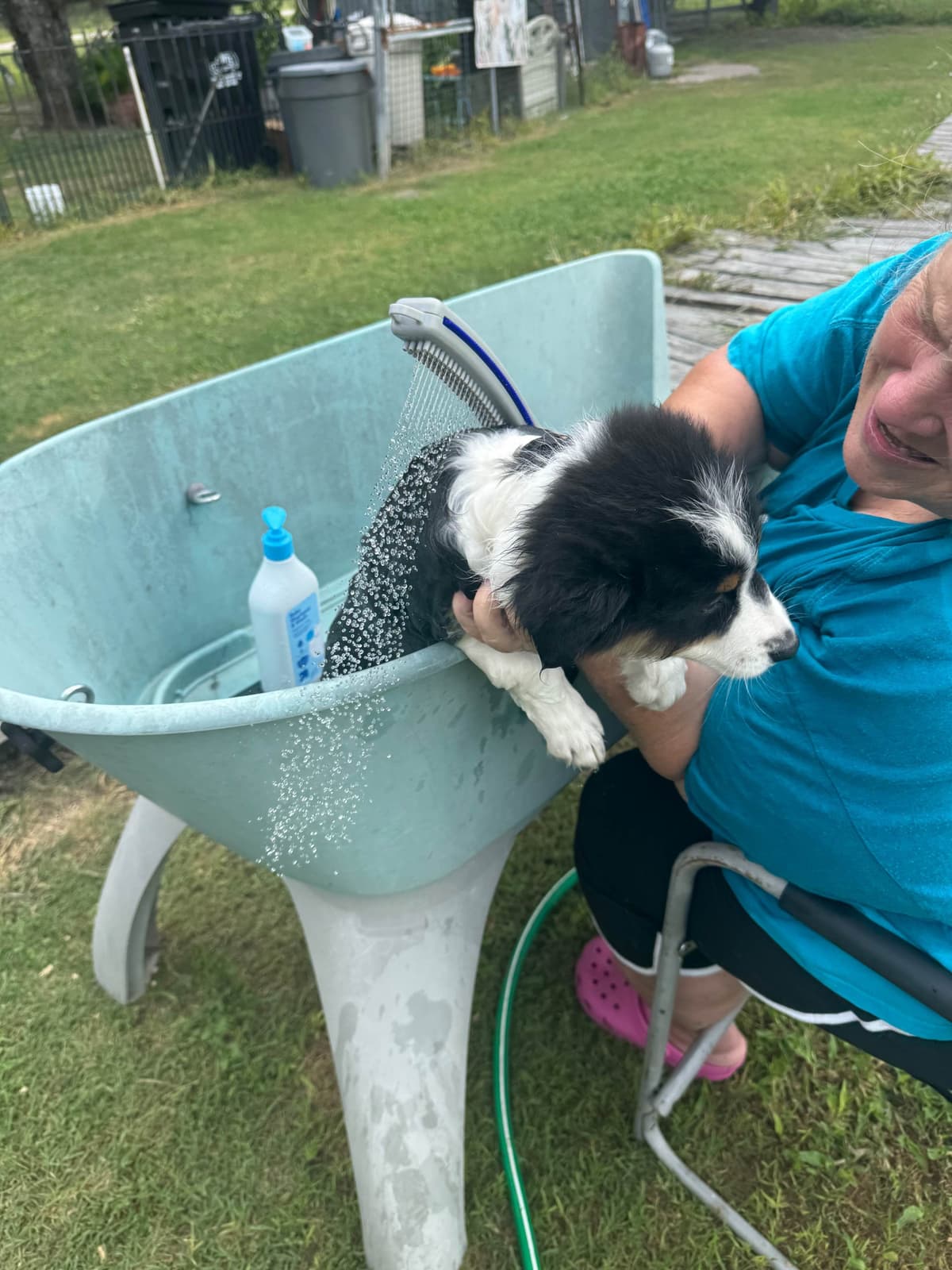 Australian Shepherd Puppies breeder image 20