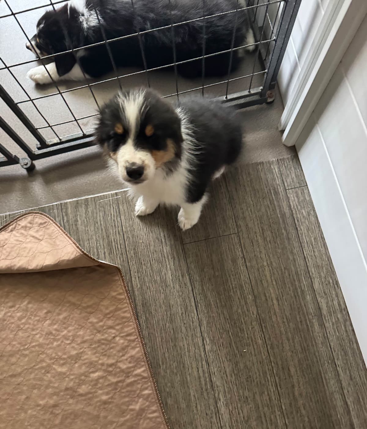 Australian Shepherd Puppies breeder image 23