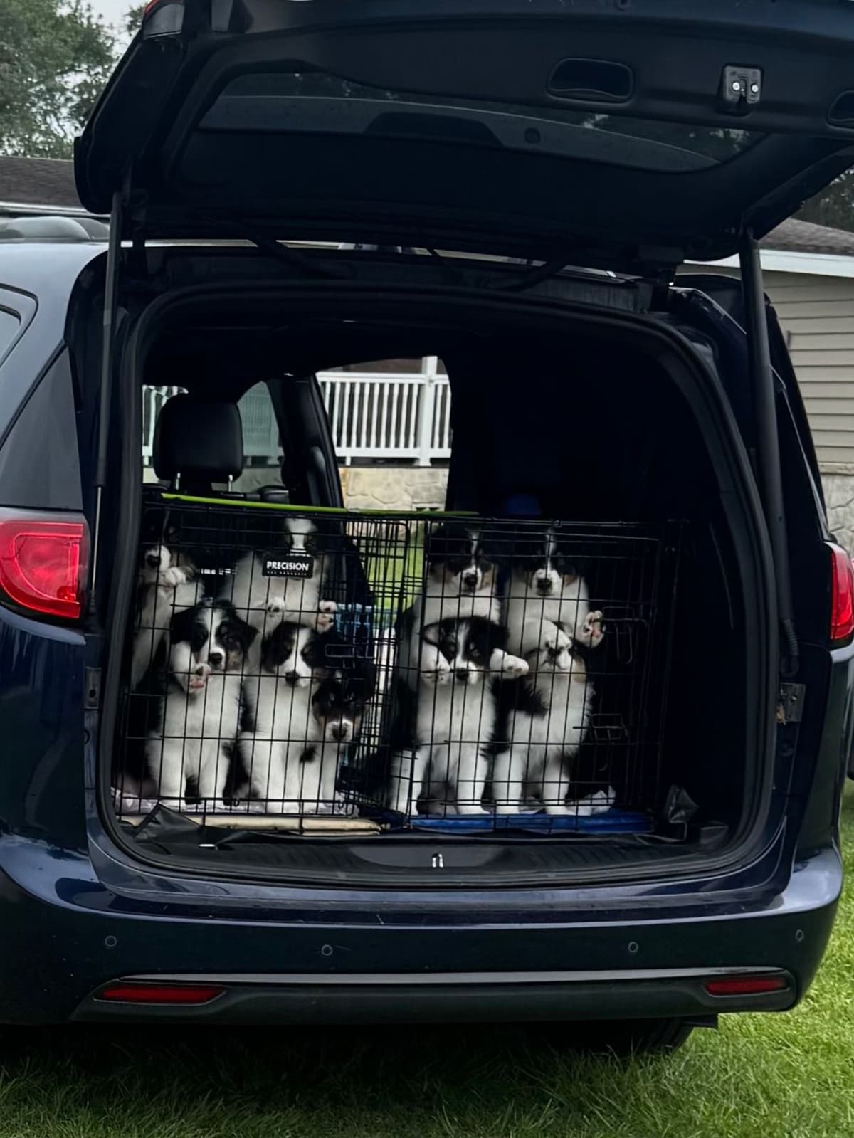 Australian Shepherd Puppies breeder image 22