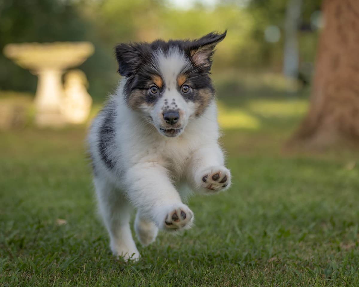 Australian Shepherd Puppies breeder image 4