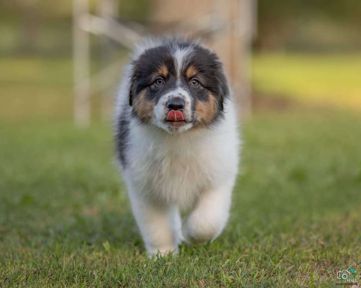 Australian Shepherd Puppies breeder image 3