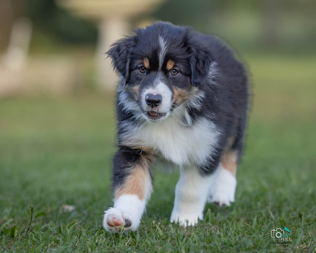 Australian Shepherd Puppies breeder image 24